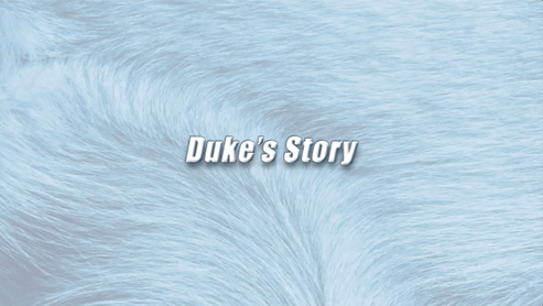 Duke | K9 Story